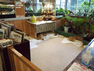 Illustration for article titled A Look Inside Japan's Reptile Cafes